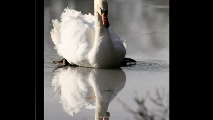 Le cygne et la glace