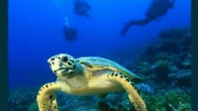 Kids Book Review: Sea Turtles: Amazing Photos & Fun Facts on Animals in Nature (Our Amazing World Series) by Kay de Silva