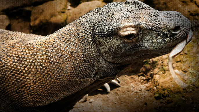 Living with Komodo Dragons | Chasing the Dragon Ep3