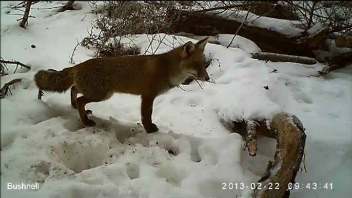 Un renard en recherche de nourriture de jour