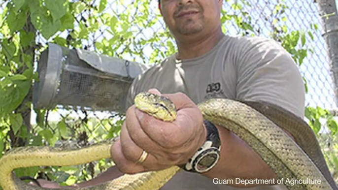 US to Kill Snakes in Guam By Air Dropping Poison Mice