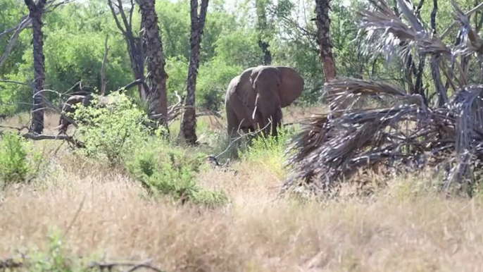 Braconnage au Kenya : les éléphants menacés d'extinction