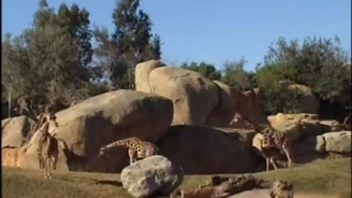 La jirafa "Ramsés" en la Sabana africana (Bioparc Valencia)