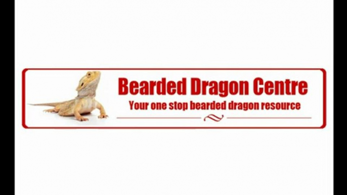 Bearded Dragons and Bearded Dragon care