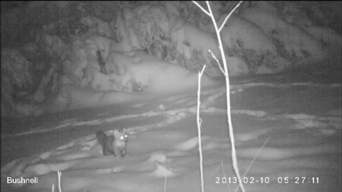 Une Fouine qui viens faire ces réserves en pain dans la neige