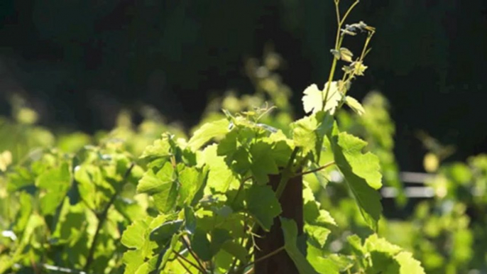 Family winery, Cabernet, Syrah, red wine, boutique, father son, Growing Up, Lucas Farmer