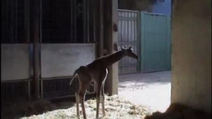 Nueva cría de jirafa en Bioparc Valencia (febrero 2013)