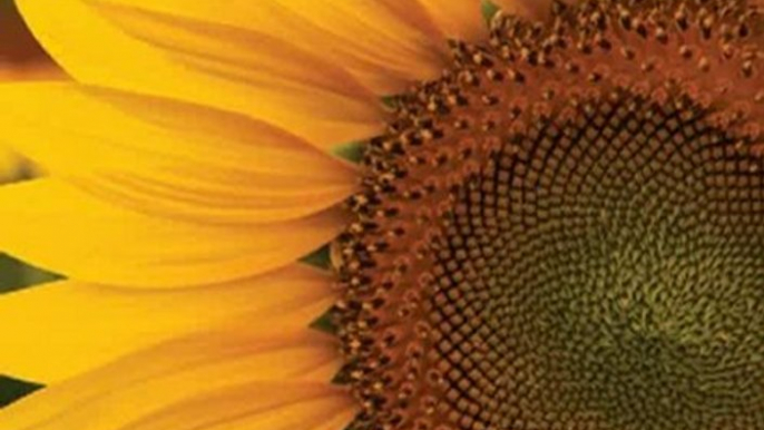 Calendar Review: Sunflowers 2013 7X7 Mini Wall by BrownTrout Publishers