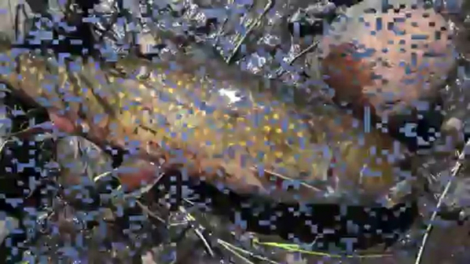 Upper Peninsula of Michigan Fly Fishing, Brook Trout