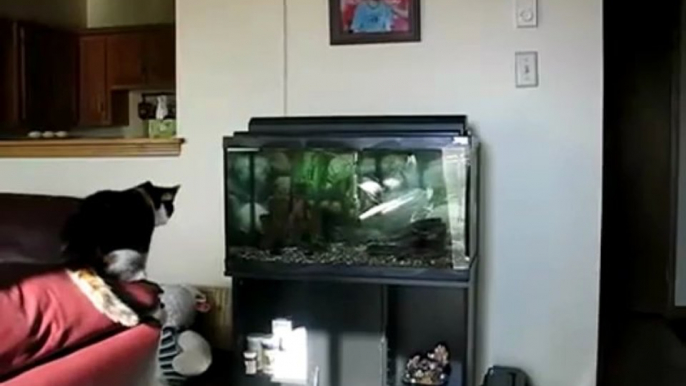 Cat vs aquarium