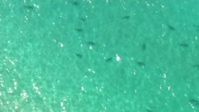 Sharks swarm Florida beaches