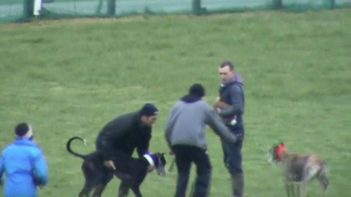 Hare severely mauled and carried off field