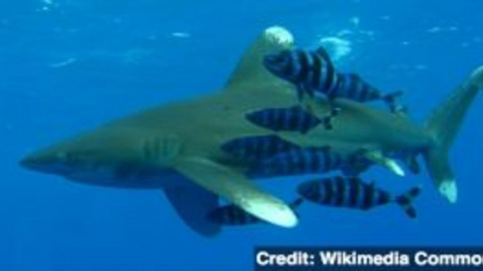 Endangered Sharks Granted Greater Protection