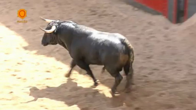 SORTEADOS LOS TOROS DE LA ENCERRONA DE MANZANARES