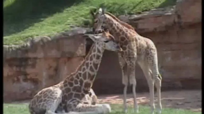 Bioparc Valencia: conoce a las nuevas crías (primavera 2013)