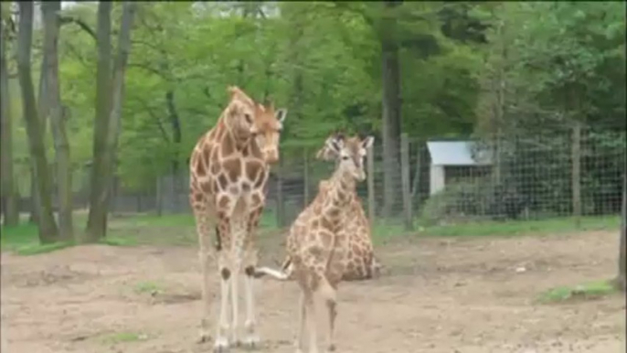 Le bébé girafe du Safari de Peaugres hors de danger