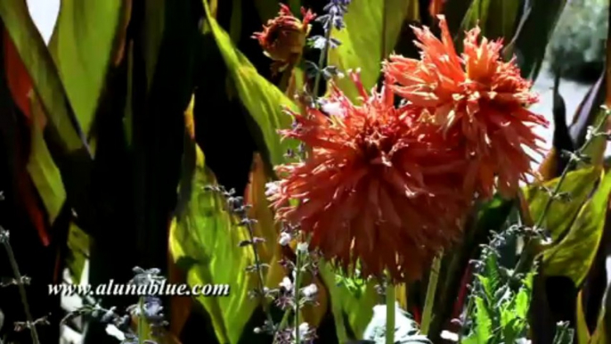 Nature Stock Footage - Video Backgrounds - Blooms 0506 - Stock Video