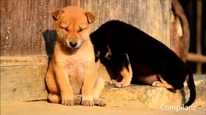 Animals Trying To Stay Awake