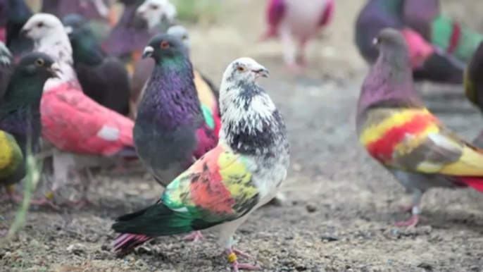 Belgian Racing Pigeon Sells for Over $400k