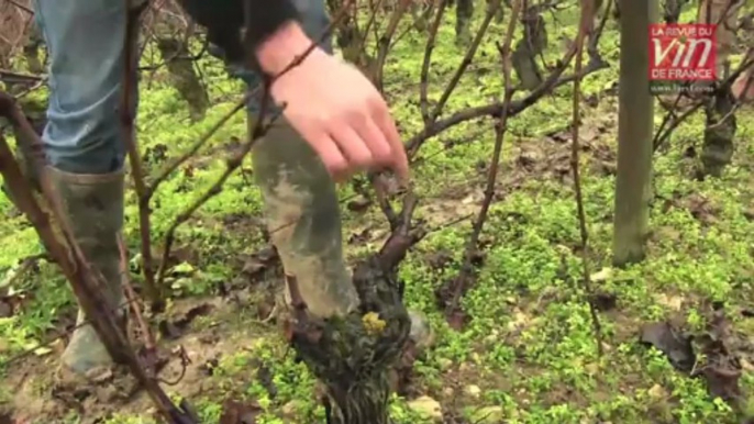 Les meilleurs vins rouges de Loire : Présentation de "Vendanges Entières" 2010 (Domaine Vincent Pinard)