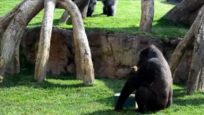 Ebo, the first gorilla born in Bioparc Valencia meets 8 months