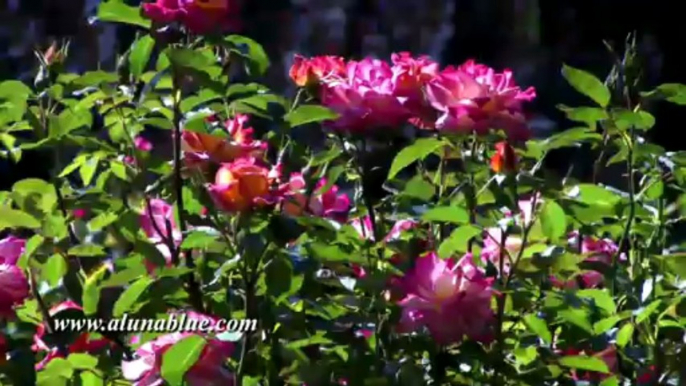 Stock Video - Stock Footage - Video Backgrounds - Blooms 0410