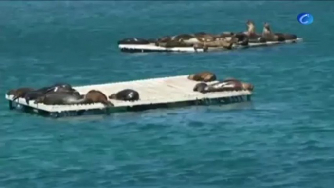 Las Galápagos se vuelca en defensa de los lobos marinos