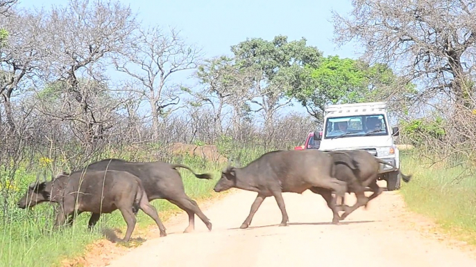 Buffalo herd stampeding over tourist road in Kruger National Park