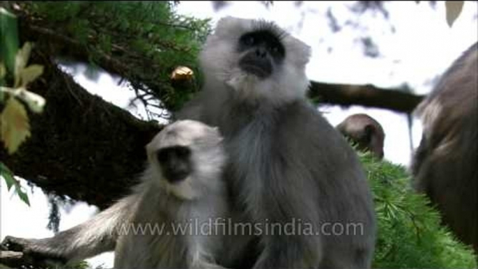 Joys of the mother: Gray Langur in Uttarakhand