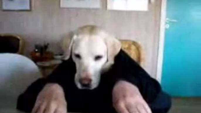 Chien humain mange à table