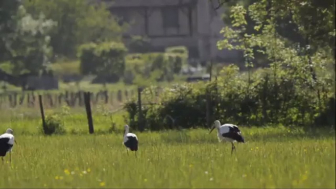 Cigognes blanches dans le Val de Saône