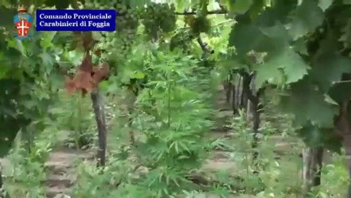 Trinitapoli (FG) - Scoperta piantagione di marijuana, 4 arresti (06.07.13)