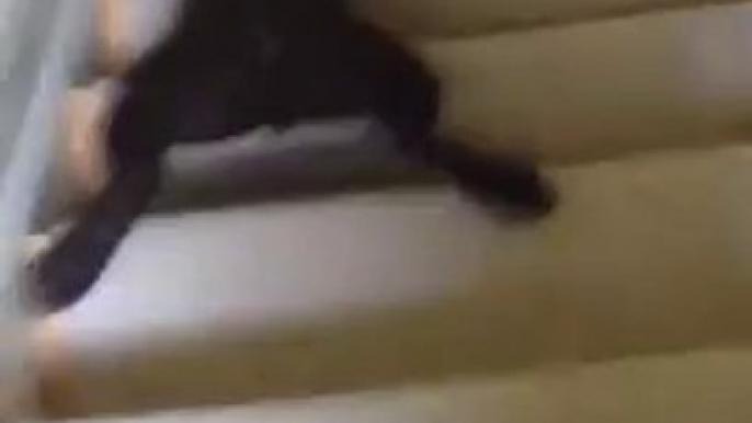 Chocolate lab puppy stair surfing - Awesome Dog!