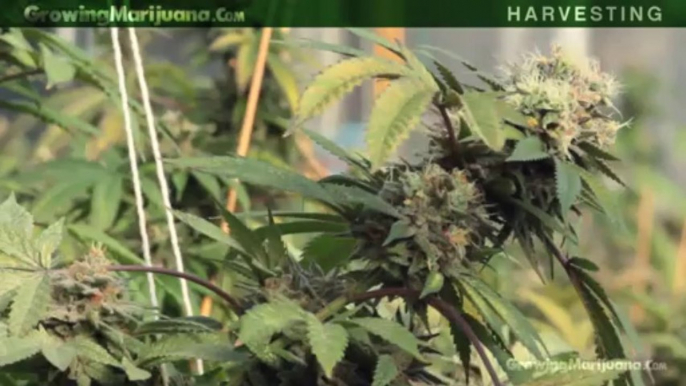 When To Harvest Weed Marijuana Growing - Cheap Marijuana Seeds