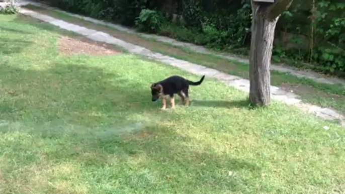 IRO chiot berger allemand joue avec le tuyau d arrosage