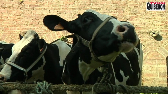 Belle-ile en mer - Le comice  agricole - TV Quiberon 24/7