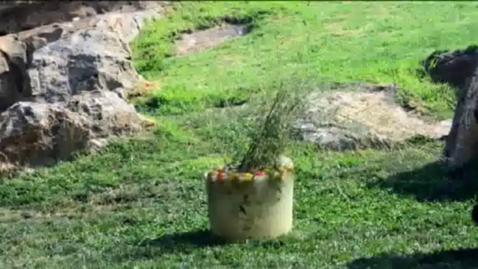 Los animales de Bioparc Valencia se refrescan con helados gigantes