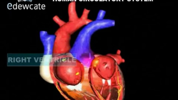 Human Anatomy   Heart circulatory system