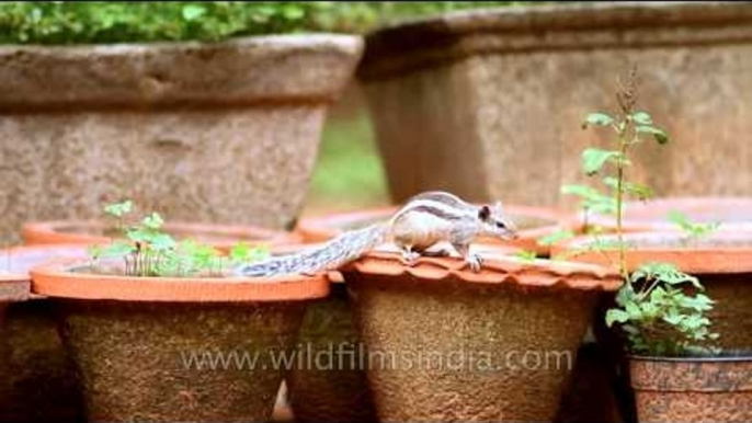 Indian palm squirrel foraging around earthen pots