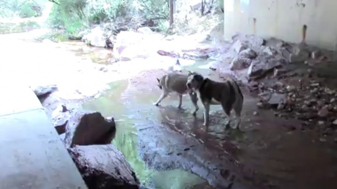 Kyzak & Rydik playing in Fountain Creek, Colorado Springs, Colorado