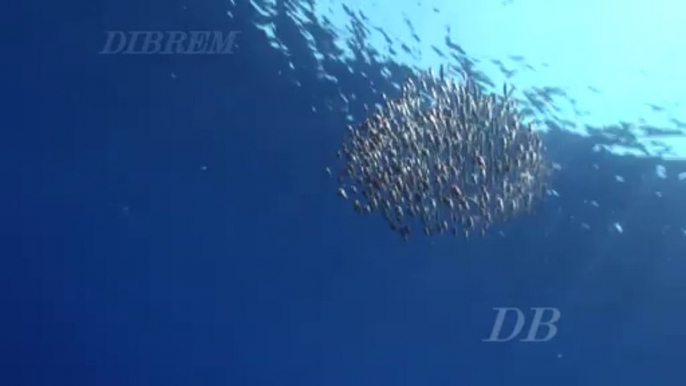 Açores 3 Sardine Run aux açores