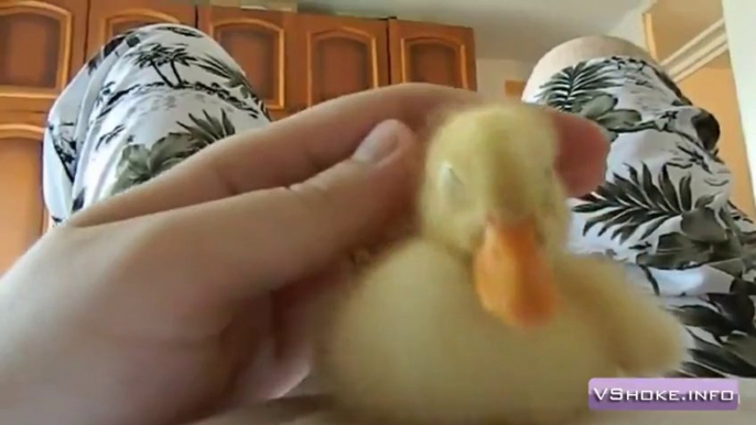 Such a cute duckling!  The cutest duckling ever!