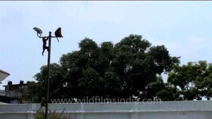 Monkeys climbing and jumping from a pole