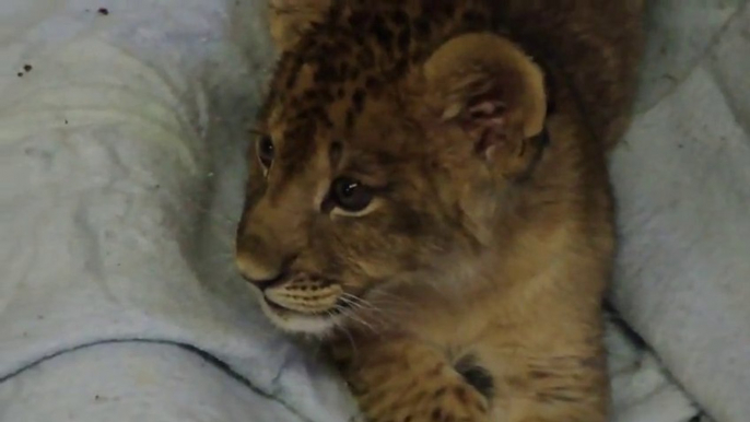 Un lionceau pousse ses premiers rugissements... Trop mignon le petit bébé animal!!!