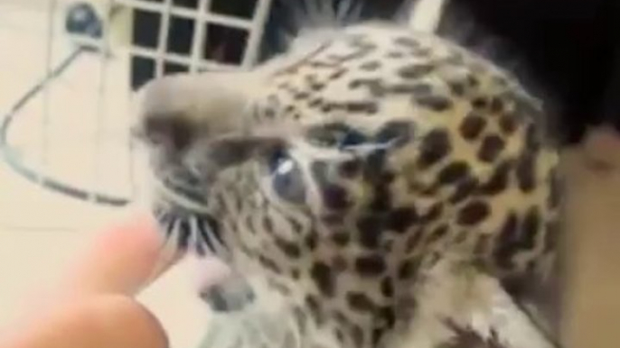 Baby Leopard biting a finger.. SO SO CUTE!!