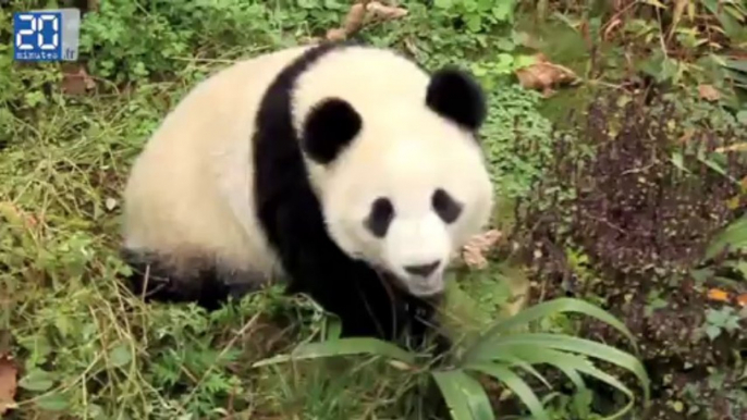 Réintroduction de pandas dans la nature à Chengdu 2