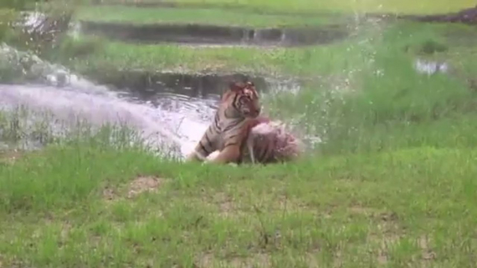 Flavio le tigre joue avec une fontaine d'eau!!! Trop marrant le gros chat...