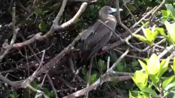 Distinct Species - Red Footed Booby at Nature Galapagos & Ecuador