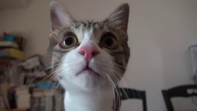 Ce Chat joue avec des glaçons - Trop mignon.