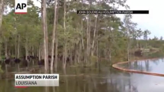 Raw Louisiana Sinkhole Swallows Giant Trees! Impressive!